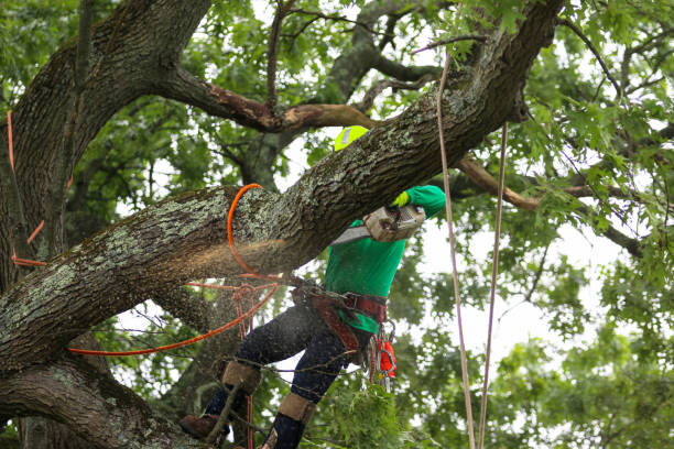 Best Tree Cabling and Bracing  in Pullman, WA