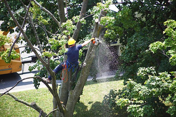 Pullman, WA Tree Removal Services Company