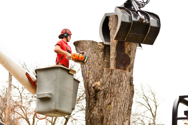 Best Tree Risk Assessment  in Pullman, WA